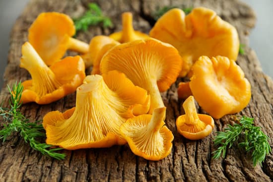 Frische Pfifferlinge lecker in Sahne zubereiten – Omas schnelles Rezept