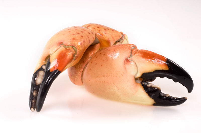 Schmecken besser als Hummer! So kocht man die besten Krebsscheren!