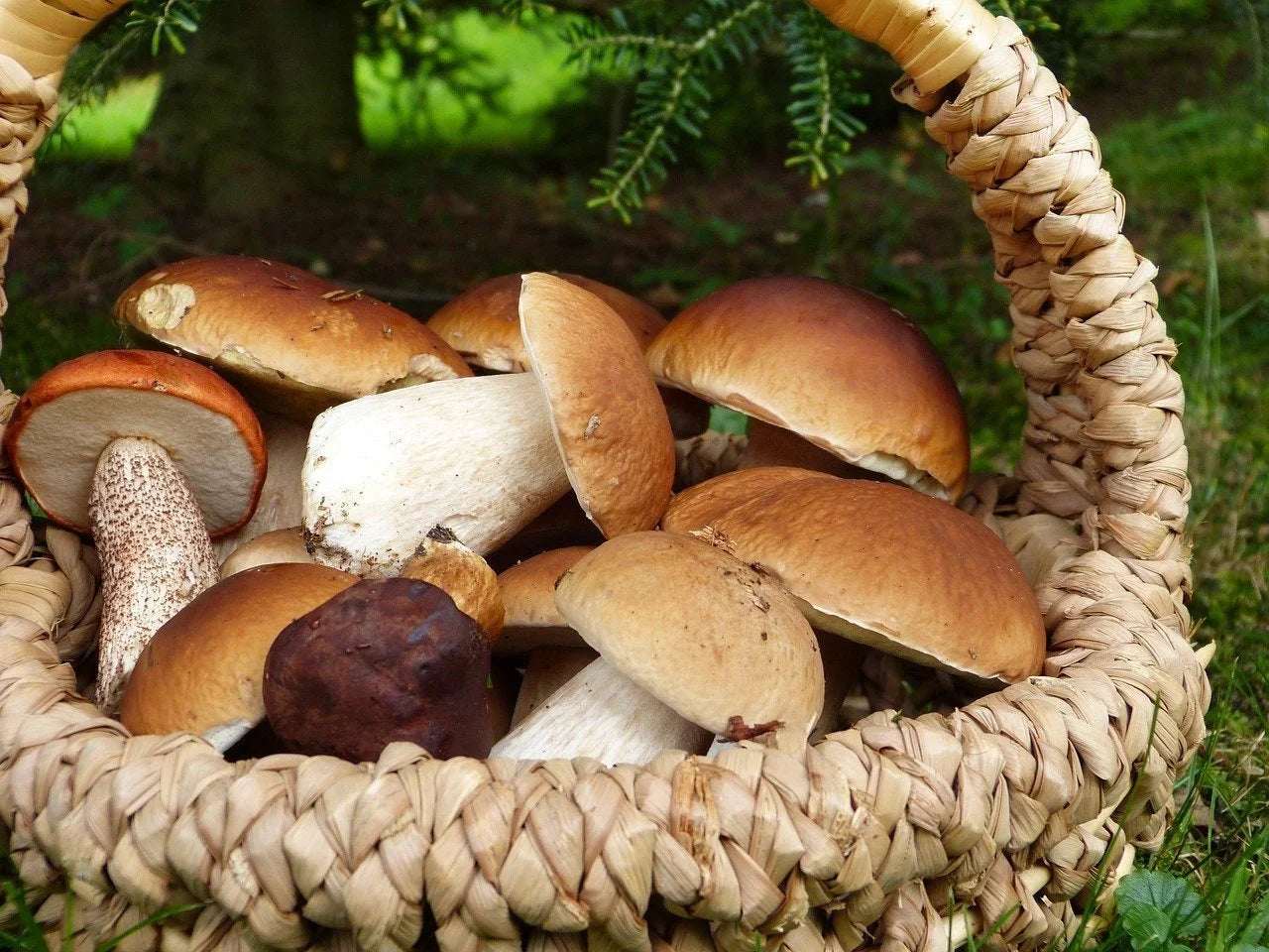 Frische Steinpilze in Sahne